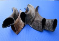 Five Buffed Indian Goat Horns for Sale 8-3/4 to 11-1/4 inches - Buy these horns for $7.00 each