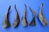 5 Buffed Indian Goat Horns for Sale, Buffed to a Shine 8-3/4 to 9 inches - Buy these 5 for $7.00 each
