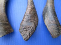 5 Buffed Indian Goat Horns for Sale, Buffed to a Shine 8-3/4 to 9 inches - Buy these 5 for $7.00 each