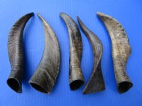 5 Buffed Indian Goat Horns for Sale, Buffed to a Shine 8-3/4 to 9 inches - Buy these 5 for $7.00 each