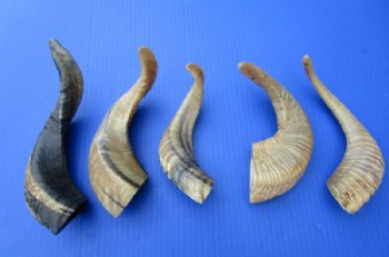 5 Buffed Indian Sheep Horns 10 to 12 inches, With a Light Shine - Buy these 5 for $9.00 each