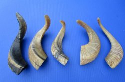 5 Buffed Indian Sheep Horns 10 to 12 inches, With a Light Shine - Buy these 5 for $9.00 each