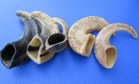 5 Buffed Indian Sheep Horns 10 to 12 inches, With a Light Shine - Buy these 5 for $9.00 each