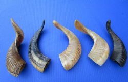 5 Buffed Indian Sheep Horns 9 to 12 inches With a Light Shine - Buy these 5 for $9.00 each