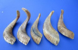 Five Buffed Indian Sheep Horns 9-1/2 to 13 inches With a Light Shine - Buy the 5 pictured for $9.00 each