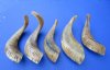 8 to 11 inches Buffed Small Sheep Horns for Sale, from India Ram Horns, with a Light Shine - Pack of 2 @ $10.00 each;  Pack of 6 @ $8.80 each 