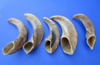 Five Buffed Indian Sheep Horns 9-1/2 to 13 inches With a Light Shine - Buy the 5 pictured for $9.00 each