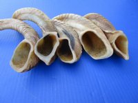 Five Buffed Indian Sheep Horns 9-1/2 to 13 inches With a Light Shine - Buy the 5 pictured for $9.00 each