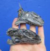 2 Real Iguana Heads 2-1/2 to 3-1/2 inches Long Preserved with Formaldehyde - Buy these 2 for <font color=red> $24.99</font> (Plus $7.50 First Class Mail)