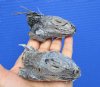 2 Real Iguana heads 3 to 4 inches Preserved with Formaldehyde - Buy these 2 for <font color=red> $29.99</font> (Plus $7.50  First Class Mail)