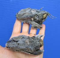2 Real Iguana heads 3 to 4 inches - <font color=red>$49.99</font> (Plus $7 Ground Advantage Mail)  