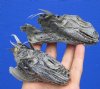 2 Real Iguana Heads for Sale Preserved with Formaldehyde 3 to 4 inches - Buy these two for <font color=red> $29.99</font> (Plus $8.50 First Class Mail)