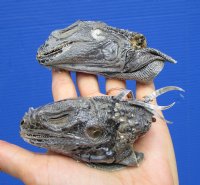 2 Real Iguana Heads for Sale 3 to 4 inches - <font color=red>$49.99</font> (Plus $7 Ground Advantage Mail) 