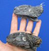 2 Real Iguana Heads Preserved with Formaldehyde 3" - 4" - Buy these for <font color=red> $29.99</font> (Plus $7.50 First Class Mail)