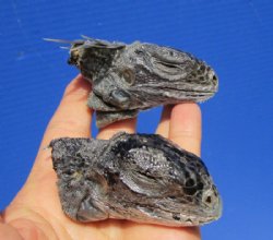 2 Real Green Iguana Heads 2-1/2 to 3-1/2 inches for <font color=red>$15 each</font> (Plus $7 Ground Advantage Mail)