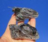 2 Real Green Iguana Heads 2-1/2 to 3-1/2 inches- $29.99 Plus $8.50 Mail