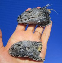 2 Green Iguana Heads for Sale  2-1/2 to 3-1/2 inches  <font color=red>-$ 29.99</font> (Plus $7 Ground Advantage Mail) 