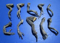 10 Preserved Real Green Iguana Legs 4 to 8 inches <font color=red> Special Price $2.00 each</font> (Plus $7.00 Ground Advantage Mail)