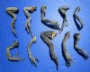 10 Preserved Real Green Iguana Legs 4 to 8 inches <font color=red> Special Price $2.00 each</font> (Plus $7.00 Ground Advantage Mail)