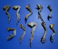 10 Preserved Real Green Iguana Legs 4 to 8 inches <font color=red> Special Price $2.00 each</font> (Plus $7.00 Ground Advantage Mail)