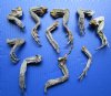 10 Real North American Iguana Legs for Sale 4 to 8 inches Preserved with Formaldehyde - <font color=red> SPECIAL PRICE $2.20 each</font> Plus $8.00 Fist Class Mail (You are buying the ones pictured)