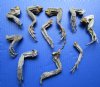 10 Real North American Iguana Legs for Sale 4 to 8 inches Preserved with Formaldehyde - <font color=red> SPECIAL PRICE $2.00 each</font> (Plus $7.00 Ground Advantage Mail)