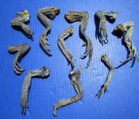 10 Real North American Iguana Legs for Sale 4 to 8 inches Preserved with Formaldehyde - <font color=red> SPECIAL PRICE $2.00 each</font> (Plus $7.00 Ground Advantage Mail)