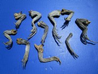 10 Real North American Iguana Legs for Sale 4 to 8 inches Preserved with Formaldehyde - <font color=red> SPECIAL PRICE $2.00 each</font> (Plus $7.00 Ground Advantage Mail)