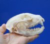 4-7/8 inches Large American Raccoon Skull for Sale <font color=red> Grade A Quality</font> - Buy this one for <font color=red> $39.99 </font> (Plus $8.50 First Class Mail)