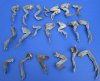 20 Preserved Iguana Feet in Bulk 4 to 8 inches - Cured with Formaldehyde - Buy these for <font color=red> Special Price $2.00 each</font>