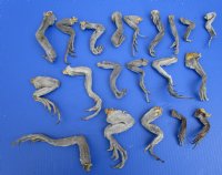 20 Iguana Legs for Sale for Crats 4 to 8 inches Preserved with Formaldehyde - Buy these for <font color=red> Special Price $2.00 each</font>