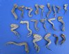 20 Iguana Legs for Sale for Crats 4 to 8 inches Preserved with Formaldehyde - Buy these for <font color=red> Special Price $2.00 each</font>