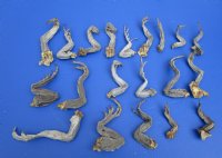 20 Iguana Legs for Sale for Crats 4 to 8 inches Preserved with Formaldehyde - Buy these for <font color=red> Special Price $2.00 each</font>