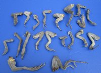 20 Iguana Legs 4 to 8 inches Preserved with Formaldehyde - Buy these for <font color=red> Special Price of $2.00 each</font>