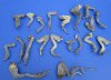 20 Iguana Legs 4 to 8 inches Preserved with Formaldehyde - Buy these for <font color=red> Special Price of $2.00 each</font>