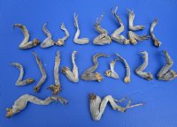 20 Iguana Legs 4 to 8 inches Preserved with Formaldehyde - Buy these for <font color=red> Special Price of $2.00 each</font>
