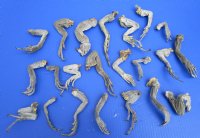20 Real Green iguana Legs for Sale in Bulk Preserved with Formaldehyde 4 to 8 inches - Buy these shown for <font color=red> Special price $2.00 each</font> 
