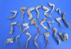 20 Real Green iguana Legs for Sale in Bulk Preserved with Formaldehyde 4 to 8 inches - Buy these shown for <font color=red> Special price $2.00 each</font> 