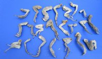 20 Real Green iguana Legs for Sale in Bulk Preserved with Formaldehyde 4 to 8 inches - Buy these shown for <font color=red> Special price $2.00 each</font> 