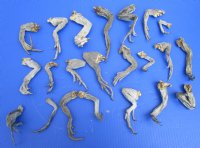 20 Real Green iguana Legs for Sale in Bulk Preserved with Formaldehyde 4 to 8 inches - Buy these shown for <font color=red> Special price $2.00 each</font> 