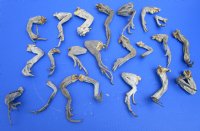 20 Real Green iguana Legs for Sale in Bulk Preserved with Formaldehyde 4 to 8 inches - Buy these shown for <font color=red> Special price $2.00 each</font> 