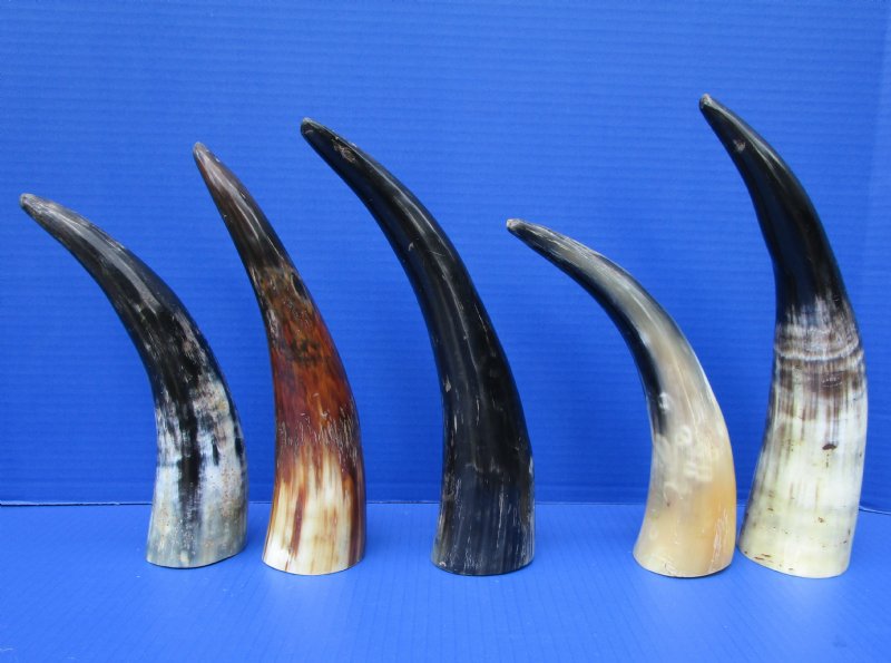 5 Natural Water Buffalo Horns 10 to 113/4 inches with a Hand Scraped