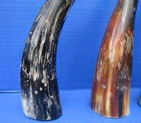 5 Natural Water Buffalo Horns 10 to 11-3/4 inches with a Hand Scraped Look and a Semi-Polished Finish - Buy these for $7.00 each