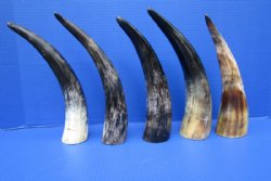 5 Rustic Cattle Horns for Crafts 10 to 12-1/4 inches for $7.00 each