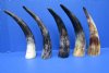 5 Rustic Water Buffalo Horns for Crafts 10 to 12-1/4 inches, Semi Polished with a Hand Scraped Look - Buy these for $7.00 each