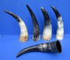 Five Semi-Polished Rustic Water Buffalo Horns 10 to 12 inches for Sale - Buy these for $7.00 each