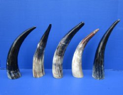5 Sanded Cow Horns 10-1/2 to 12 inches, Buffed and Semi Polished for $7.00 each