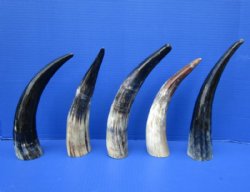 5 Sanded Cow Horns ...