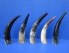 5 Water Buffalo Horns 10-1/2 to 12 inches, Semi Polished with a Rustic Look - Buy these for $7.00 each