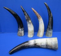 5 Sanded Cow Horns 10-1/2 to 12 inches, Buffed and Semi Polished for $7.00 each